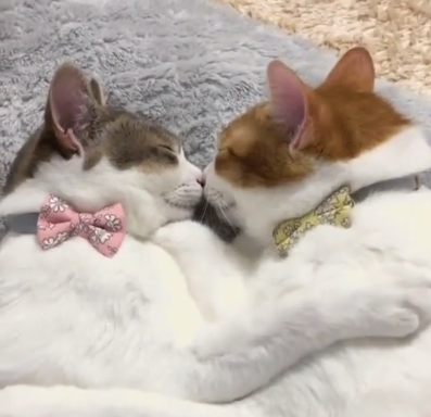 catsscrapers,,, (@catsscrapers) on Twitter photo 