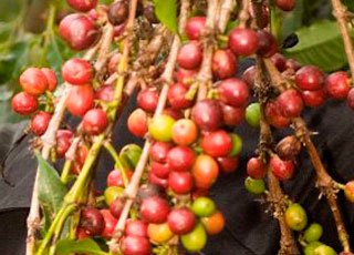 UGcrazymedias's tweet photo. VP Ssekandi’s rival blocked from distributing coffee seedlings - https://t.co/bZHDAQjD48 https://t.co/PYTnxdFluF