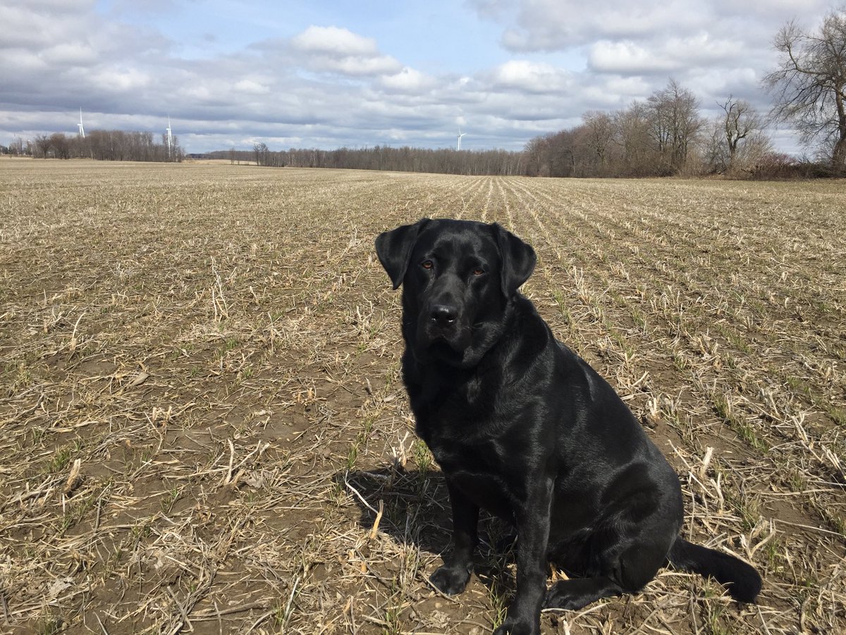 Even Pip the <a href="/holmesagro/">Holmes Agro</a> Stayner mascot looks on in bewilderment as I tell her the wheat is really there!! It really is #watchitgrow19