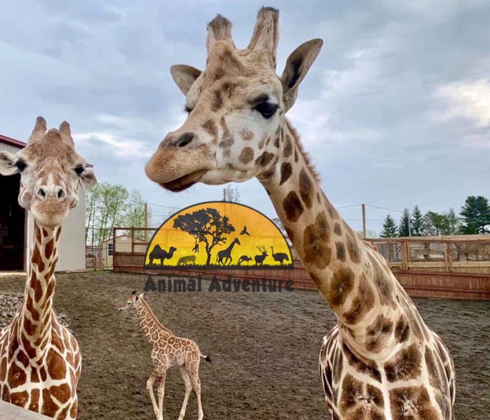 Rain or shine - we are open! 

Light rain does not impact the animals like you may think!  They are always eager to welcome guests! 

Some guest service options may be limited, but concessions, gift shop, and animal feed is always available! 

April showers bring....May showers!