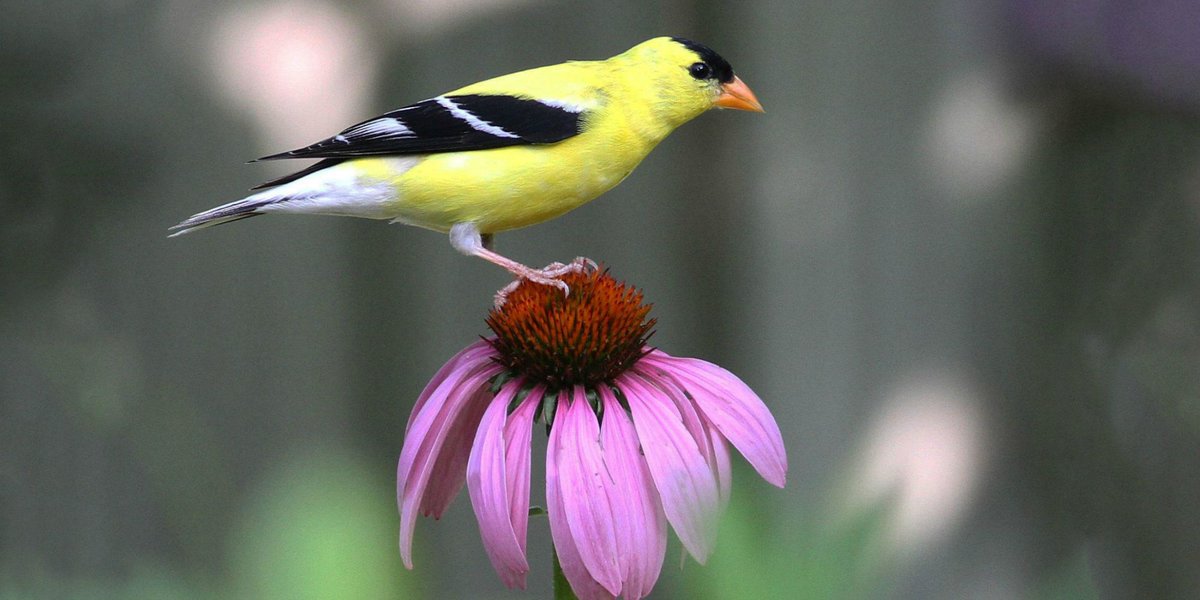 torieandhoward's tweet image. Find out what to plant to bring all the birds to the yard: bit.ly/2XQfQ3j

#naturetips #treatHERwell #everydayisearthday #biodiversity #workWITHher