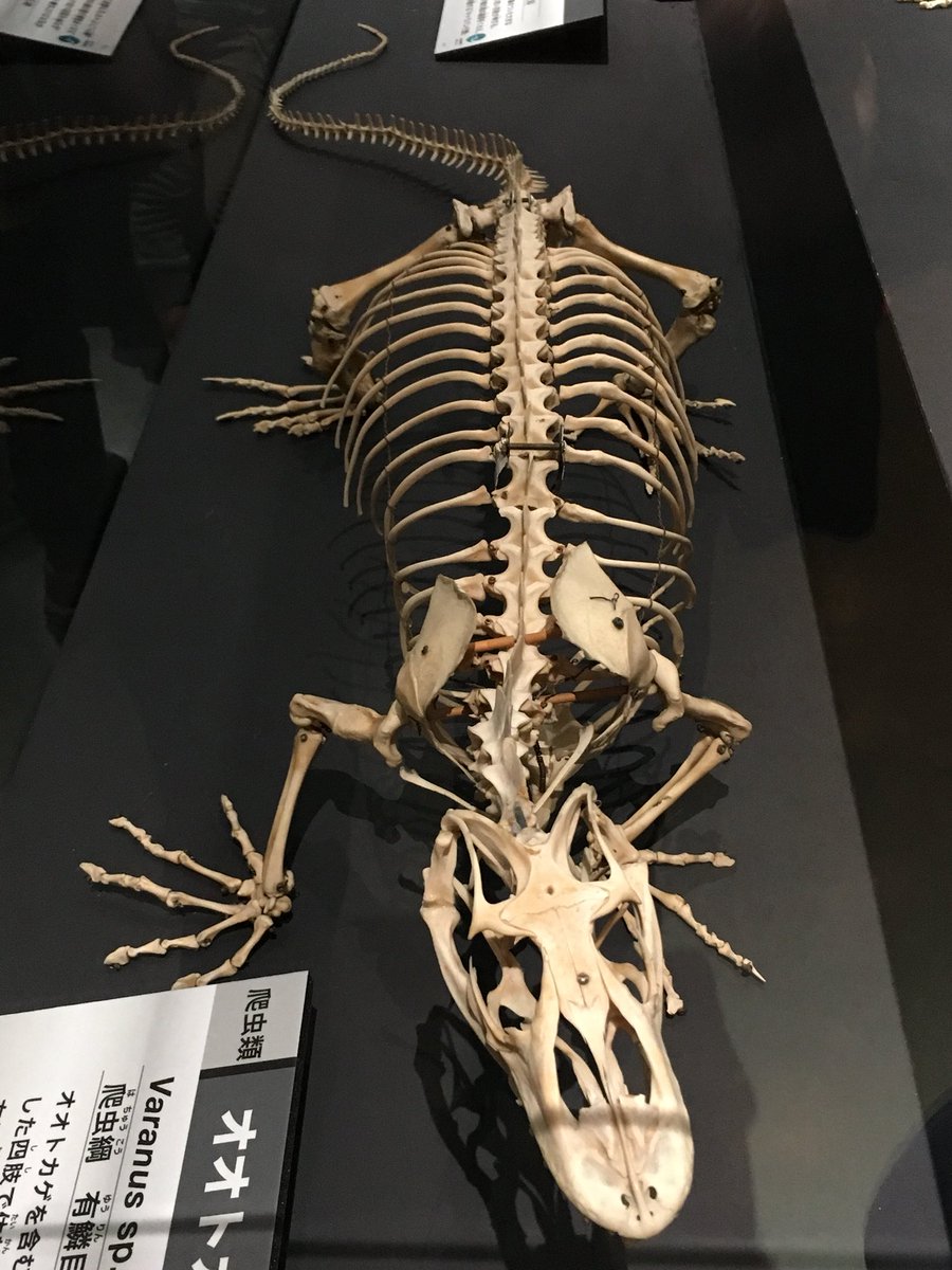 rhinoduck's tweet photo. 国立科学博物館の大哺乳類展２に行ってきました。
連休中でしたが、朝早く行ったらすいていてゆったりと鑑賞できました。 https://t.co/I9sYUiOerc
