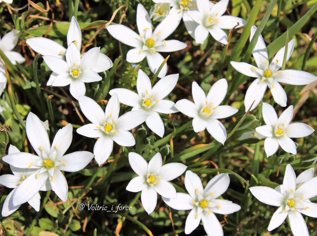 Vtifカスタマイズ Twitterren オーニソガラムには色々な種類がありますが こちらはオーニソガラム ウンベラタム 白い星のような花は ハナニラと共に Star Of Bethlehem ベツレヘムの星 とも呼ばれるそうです 5月3日 誕生花の一つ オーニソガラム 和名 大甘