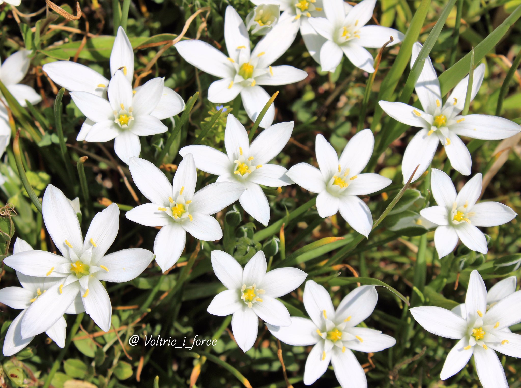 Vtifカスタマイズ En Twitter オーニソガラムには色々な種類がありますが こちらはオーニソガラム ウンベラタム 白い星のような花は ハナニラと共に Star Of Bethlehem ベツレヘムの星 とも呼ばれるそうです 5月3日 誕生花の一つ オーニソガラム 和名 大甘