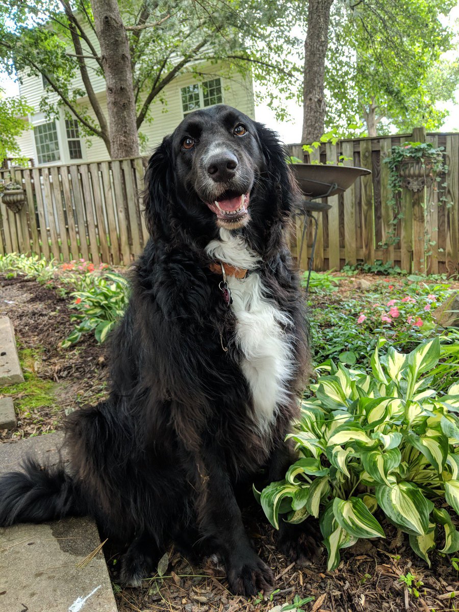 isabelcm35's tweet photo. Zoom and Groom is the best mobile dog spa! Five stars!! Astrid has never smelt better! https://t.co/5uCBQge130