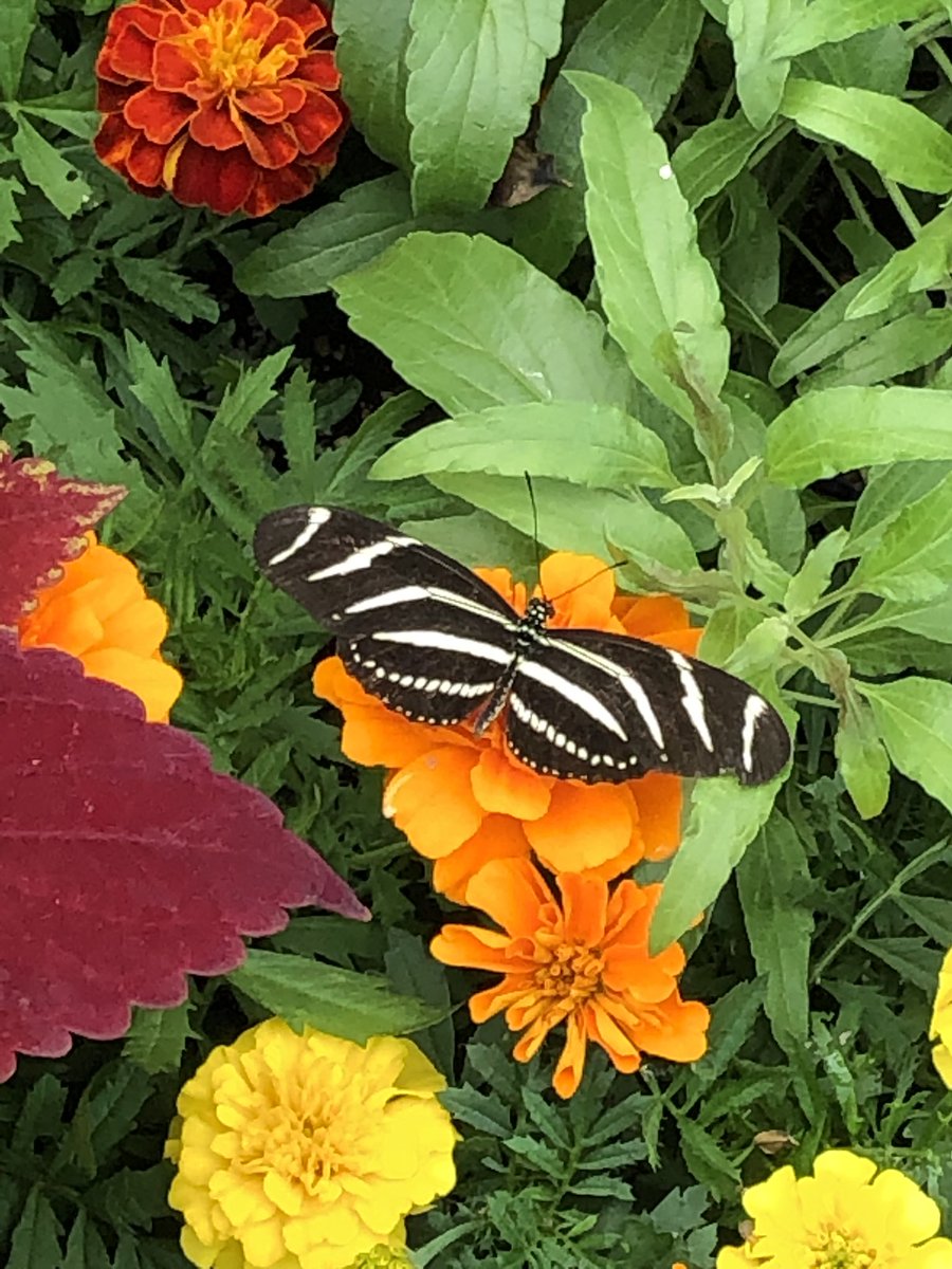 Jennifer47025's tweet photo. One of the Butterflies of Ecuador our class saw today at Krohn Conservatory https://t.co/6GdNgzulNY