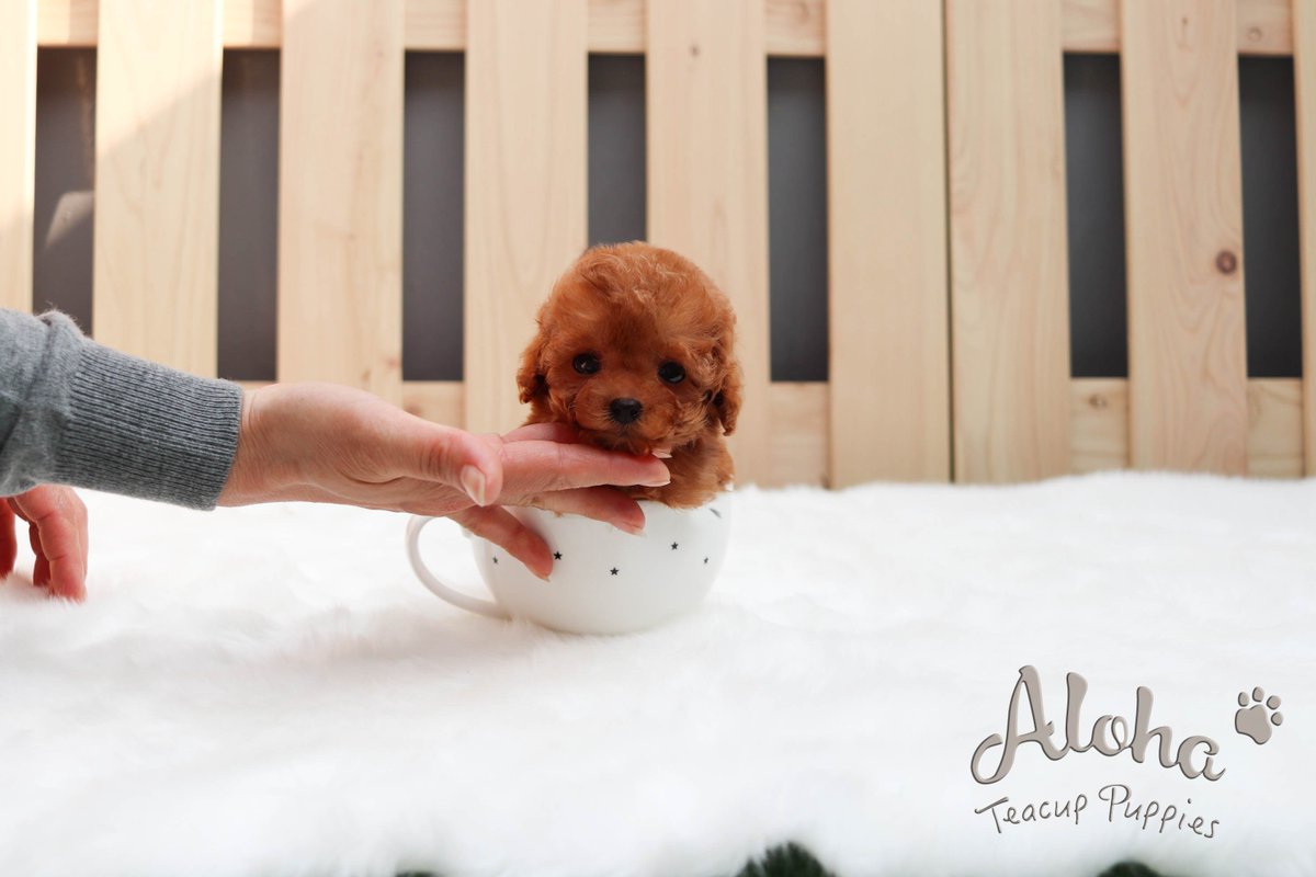 micro teacup poodle