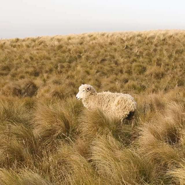 Justinflynn's tweet image. Sheep
#x100f bit.ly/2Vhcady