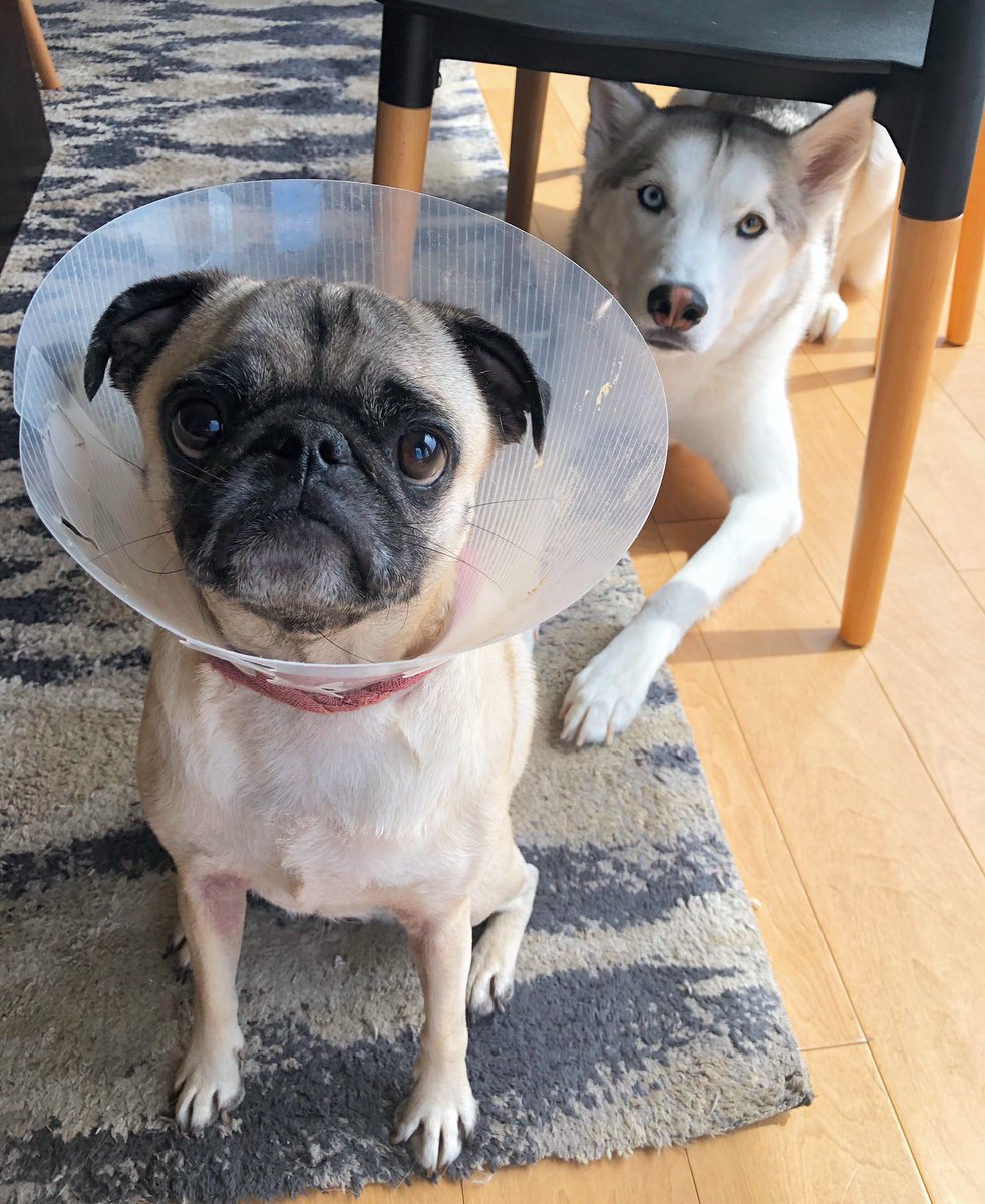 GuppyTweets's tweet photo. When your friend tries to be funny... https://t.co/qtNVpsmhcv