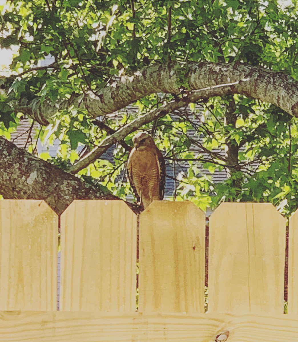 Just a hawk(?) chillin in right behind the backyard. Not a bird expert, but still cool nonetheless. #virginiawildlife #virginiabeach #birdsofprey