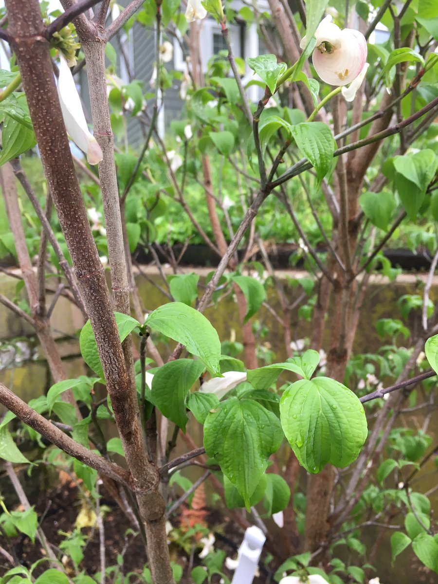 anacostiaws's tweet photo. While we are sad that we had to cancel #paddlenight due to the rain, it did provide a nice drink for this beautiful Dogwood and all the other native plants we have planted lately. Go plants go! Absorb that stormwater! https://t.co/GgV4zBuhjp