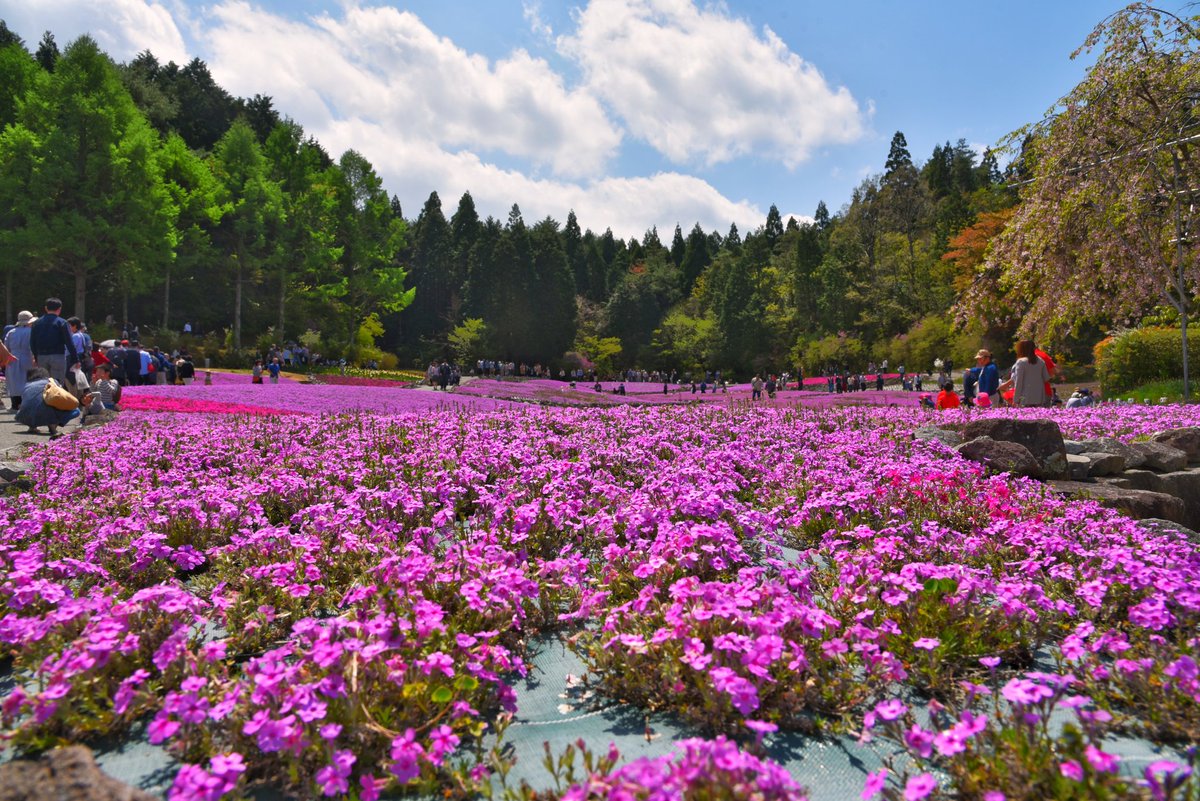 花のじゅうたん
