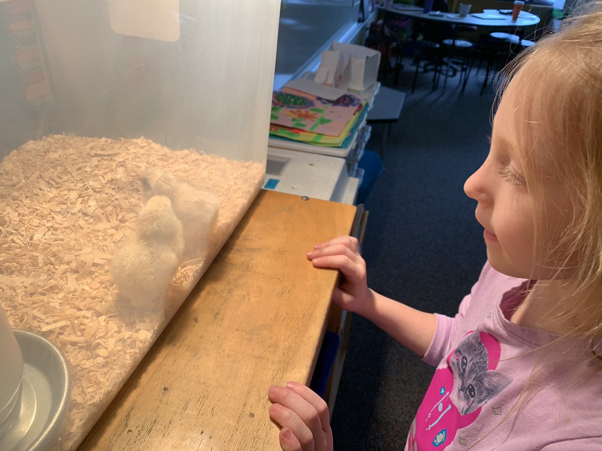 BurtonKinders's tweet photo. The excitement on their faces and wonder in their eyes is magical!! ♥️🐣 #kanelandkss https://t.co/VEb4pu2yjA