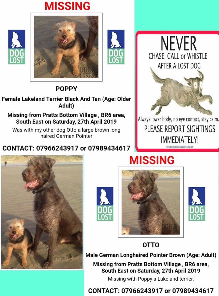 veryluckypugs's tweet photo. Missing Dogs Otto n Poppy from BR6 Missing since 27/4/19😞Have You Seen Them Please?🙏#findOtfo #findPippin @KarenFi51820768 @SummerBreezeUS @psychicpenny @SteelCherry @RachaelB100 @suedaycam @jaynecellison @LizJ_T @HunnyJax @SAMPAuk_ @MissingPetsGB @ https://t.co/ItUW0qWBjM