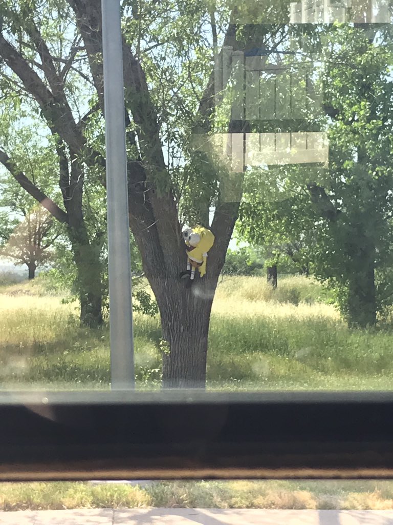 daniel55150272's tweet photo. Who lives in a tree in my backyard!!! https://t.co/621a12I22D