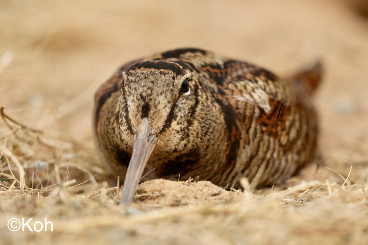 バレないかと心臓バクバクなヤマシギさん。（バレてる）