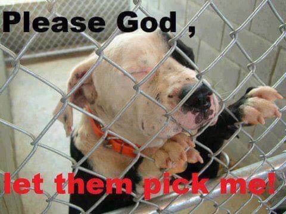 EVERY animal in the pound......begs for that one chance at life! 
#AdoptDontShop #Rescue #Foster #Volunteer