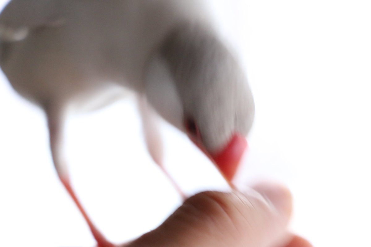 ちゅんか堂よしこwith葵 玲 あ お先にいただいてます おはよう文鳥 さかむけビュッフェスタイル けっこう痛い さかむけ職人のひねり技 かわいいからって許されると思うなよ許す ちゅんか堂よしこwith葵 玲 あ お先にいただいてます おはよう文鳥 さかむけビュッフェスタイル けっこう痛い さかむけ職人のひねり技 かわいいからって許されると思うなよ許す