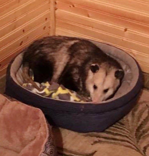 PossumEveryHour's tweet image. 