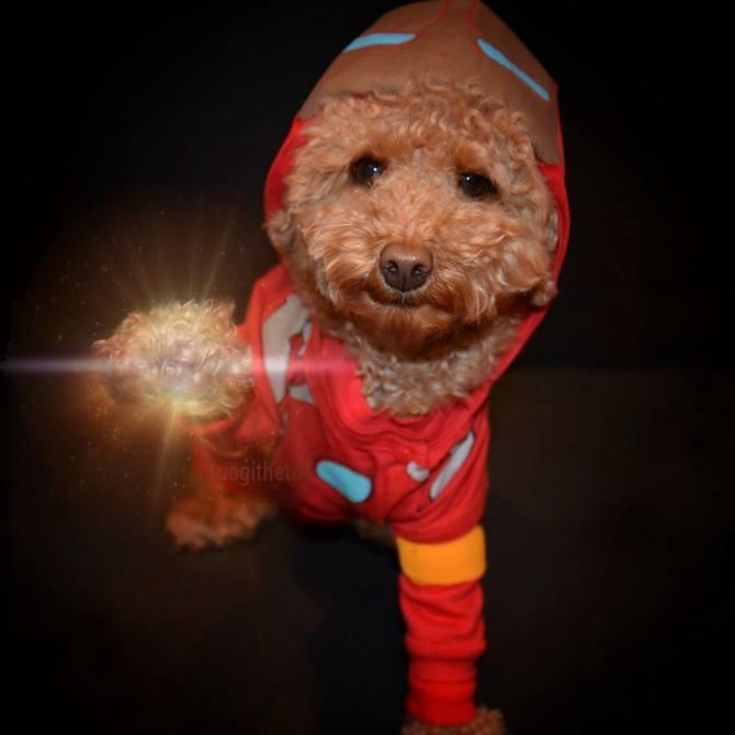 thedogline_'s tweet photo. Meet the DOGvengers cast! Captain ARFmerica, Iron Dog, Incredible Pug, and Black WiDog! 

#TheDogLine #Dogs #LifeWithDogs #Avengers 

Captain ARFmerica - 📸 Andre Falcao
Iron Dog - 📸 Instagram/@pogithetoy 
Incredible Pug - 📸 Costume Works
Black WiDog - 📸 Pinterest/@imgur https://t.co/Q4isc7VOsx