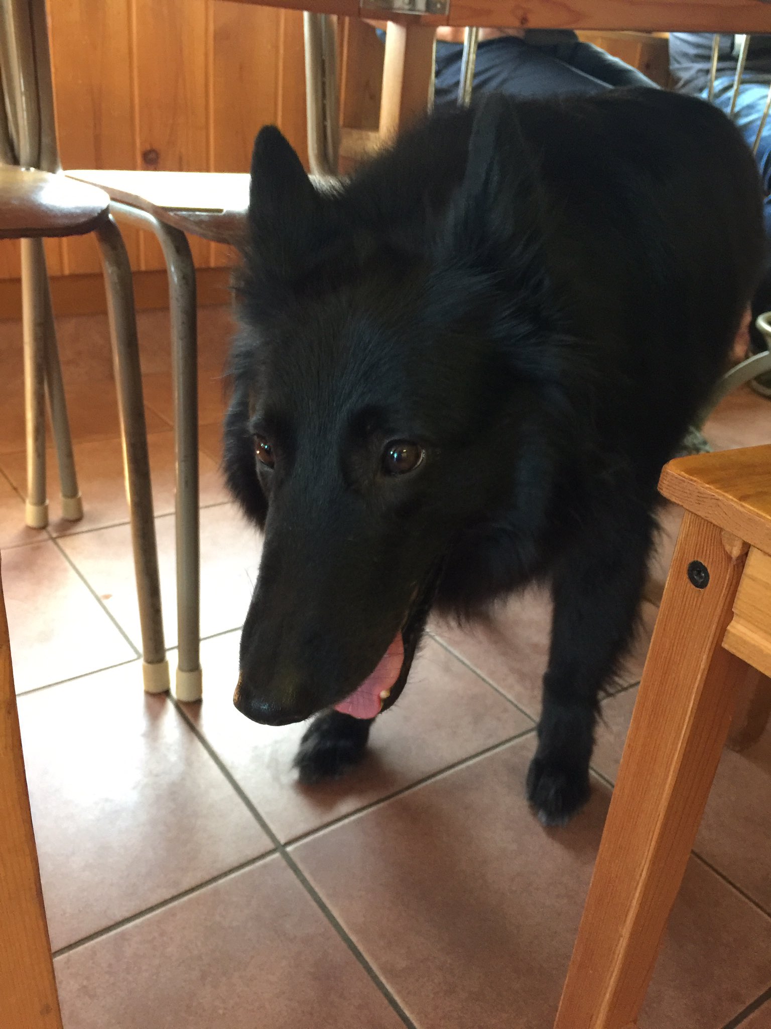 ベルジアングローネンダール Twitter Search Twitter