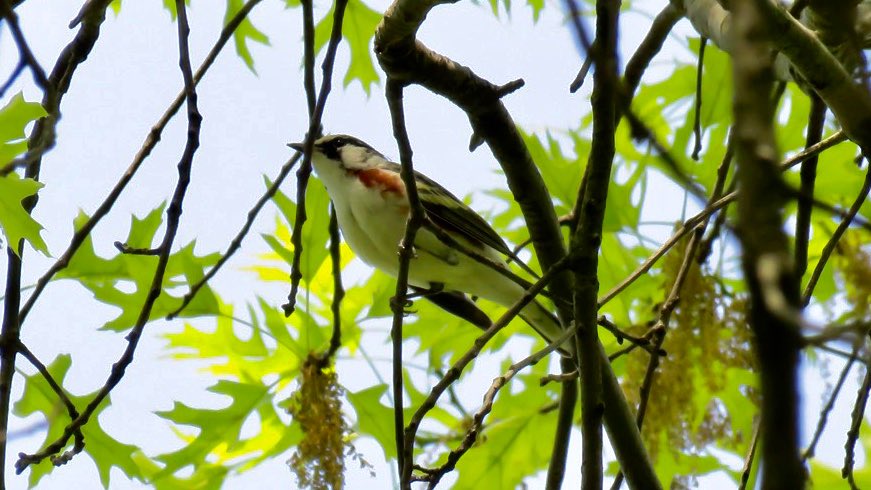 Another good  #ChestnutSidedWarbler around Upper Lobe today