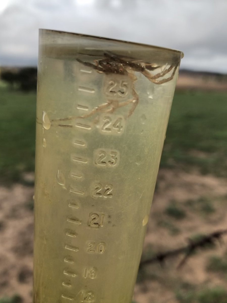 CharlieClev's tweet image. So surprised that even drowned this poor fellow . 
29mm overnight and this morning