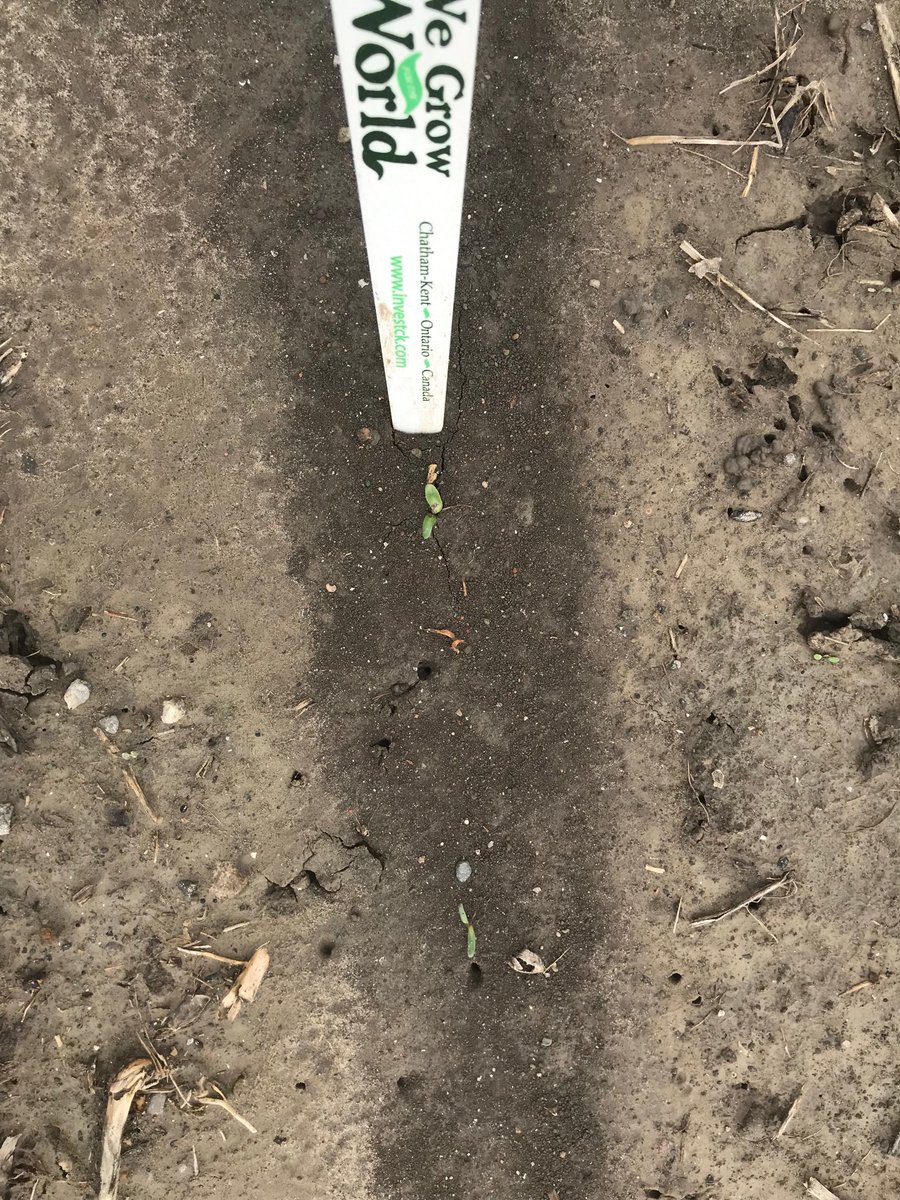 HiddenHills_'s tweet photo. Finally some life#sugarbeets #plant #swim2019 https://t.co/NxaHBEj37h