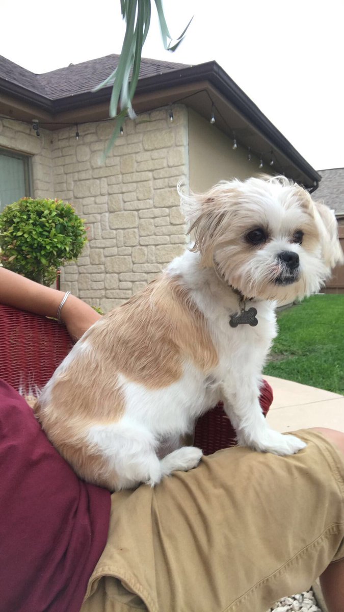 apuppynamedsky's tweet photo. Watching Grandpa as he BBQs for everyone but me! 🥩 🍗 🍖 https://t.co/ofze0JwEhV
