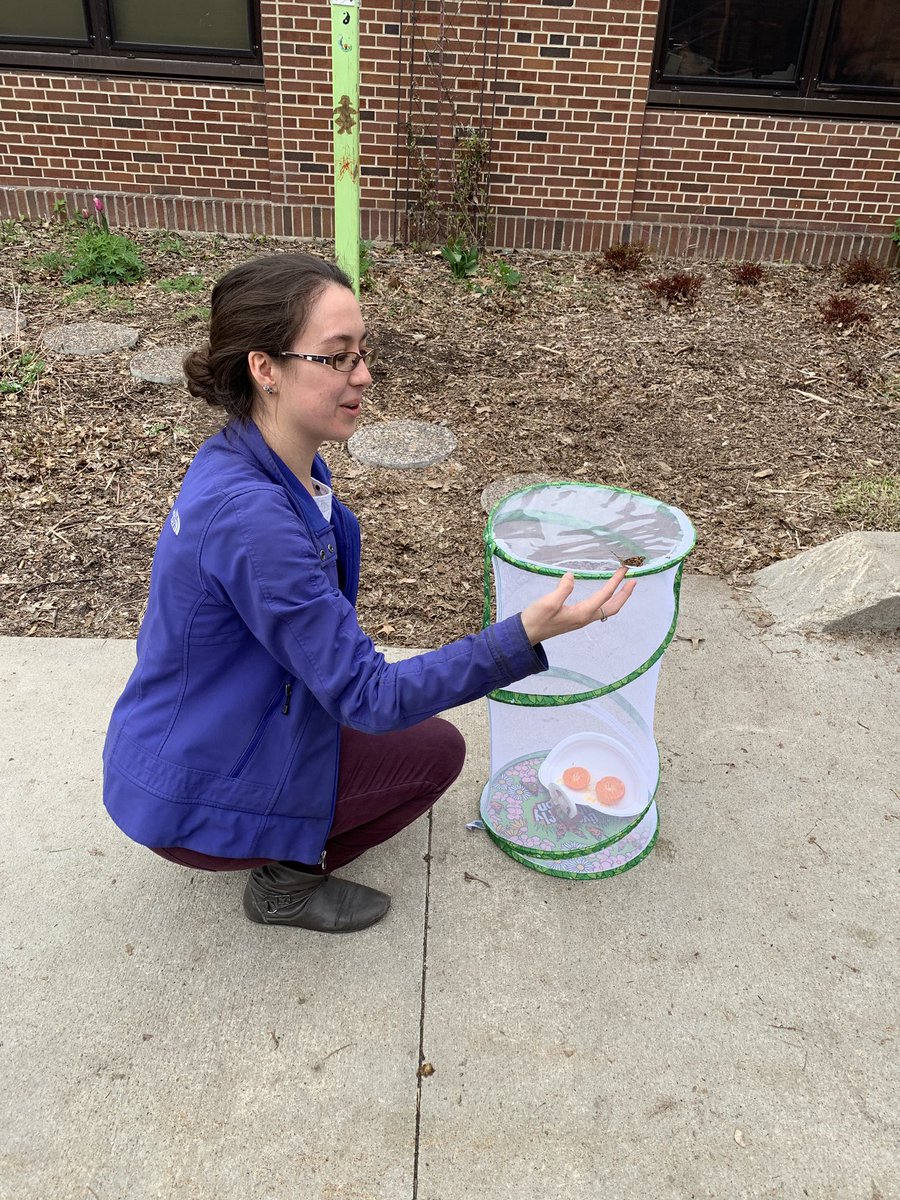msginelles2nd's tweet photo. Butterfly release for our life cycle unit! So exciting to see them fly! #screamsofjoy @LincolnK8School https://t.co/JAEtSDmm97