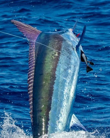 Billfish Report tweet media