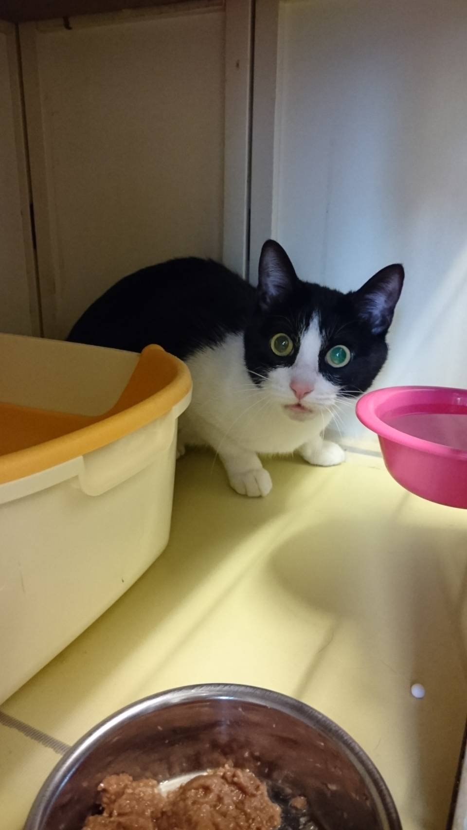 猫まるカフェeast Twitter Search Twitter