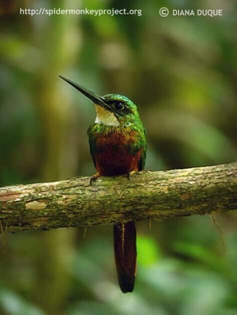 #BiodiversidaddeCaparo Tucuso Barranquero Galbula ruficauda, salvemos Caparo como Refugio de Fauna, Barinas, Venezuela #3May @HeryckRangel @ONUMedioAmb @planetepics @globalforests @ecosocialistave @FundambienteVen @fundamiarbol @NeoBirdClub @birdingvzla @SEO_BirdLife