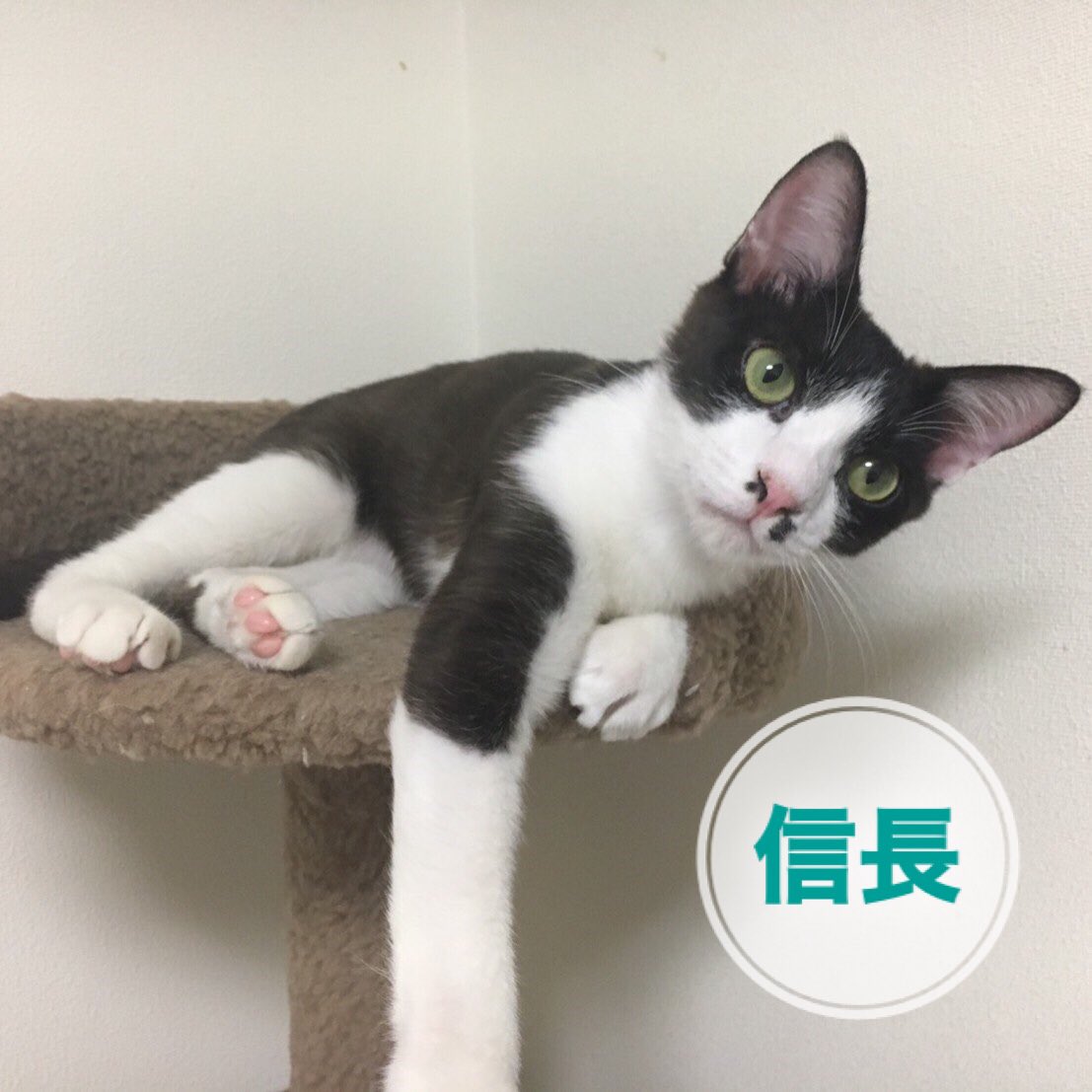 犬猫救済の輪 猫紹介 今週末の 里親会 日時 5月5日 日 12時 17時 場所 ペットスマイル蒲田店 東京都大田区西蒲田7 66 12 Jr蒲田駅から徒歩5分 多頭飼育崩壊猫15匹参加 触れませんが近くで見れます 保護猫 里親会 里親募集中 猫 ねこ 犬猫救済の輪 猫紹介 今週末の 里親会 日時 5月5日 日 12時 17時 場所 ペットスマイル蒲田店 東京都大田区西蒲田7 66 12 Jr蒲田駅から徒歩5分 多頭飼育崩壊猫15匹参加 触れませんが近くで見れます 保護猫 里親会 里親募集中 猫 ねこ