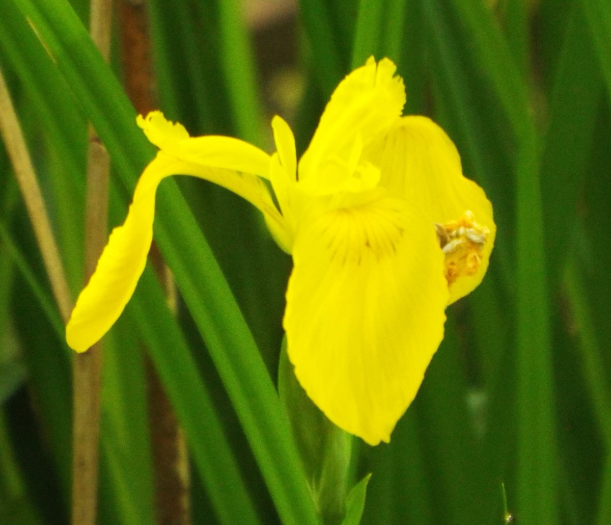 きょう5月3日の誕生花：アヤメ🌷
この花は、アヤメ科アヤメ属の多年草。
別名：オランダアヤメ 
原産地：日本を含む東北アジア 
花言葉：優雅な心・嬉しい知らせ・よい便り・使者・神秘的な人 など