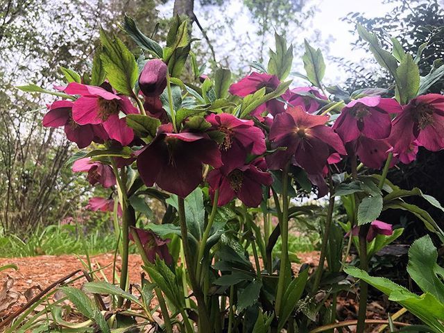 I’m always searching for #hellebores and there are a lot at #plantingfieldsarboretum bit.ly/2VezuIP
