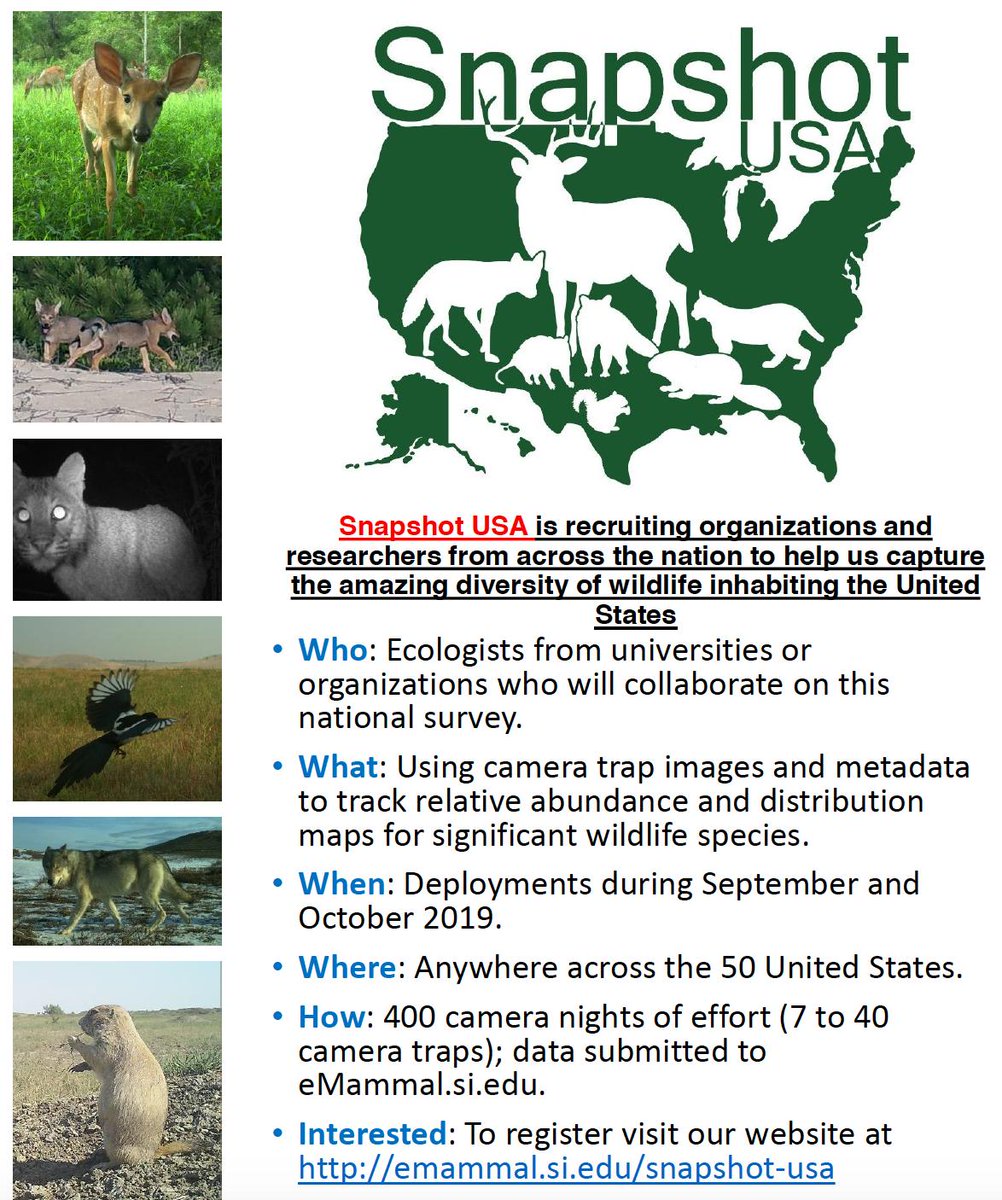 Calling all US camera trappers! Our map is starting to fill in, but we are still looking for collaborators from a whole bunch of states that want to help contribute to a nationwide database (bioblitz-style this Fall). More info about #SnapShotUSA here: emammal.si.edu/snapshot-usa