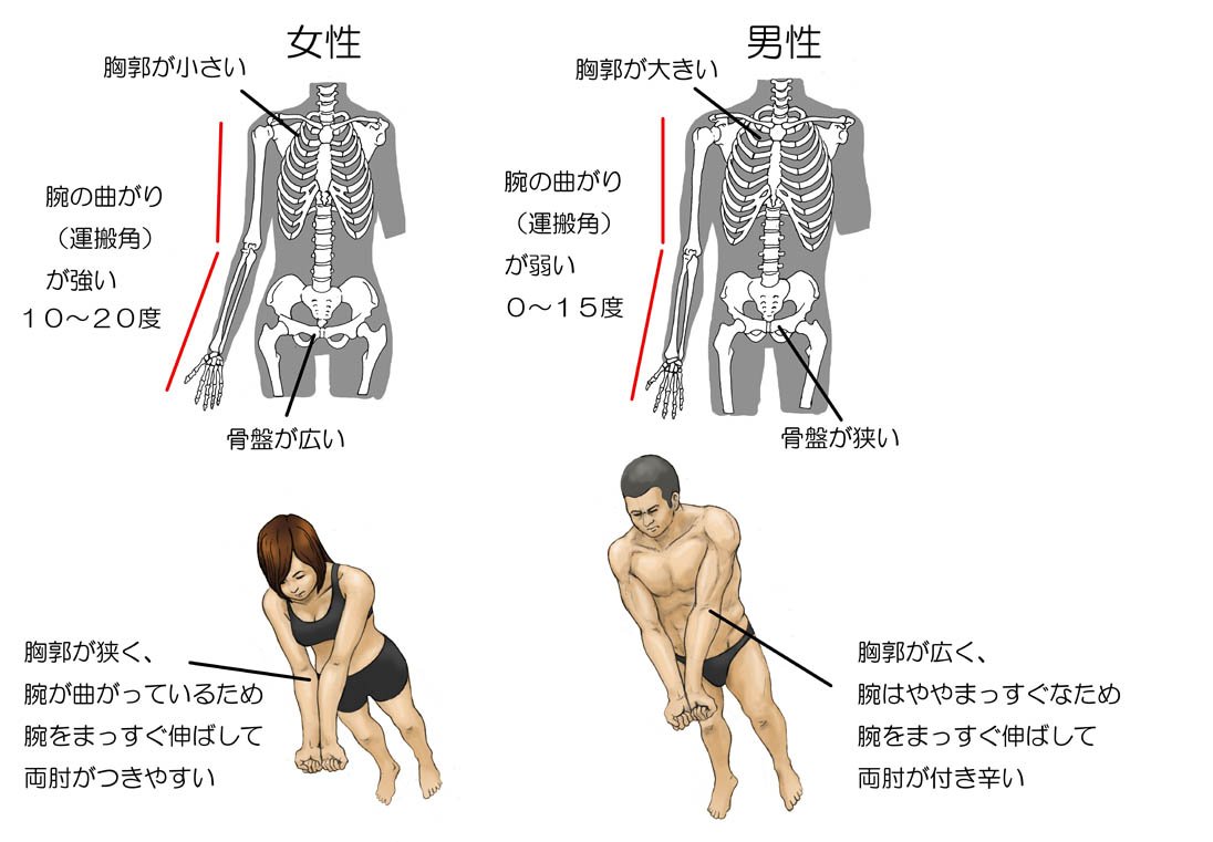 川崎悟司 人間の腕はまっすぐ伸ばすと 多少曲がっています 女性が特にそうで 胸郭が狭く 骨盤が広い骨格から それに合わせるように 腕の曲がり 運搬角 が強い 男性は女性に比べて腕がやや真っ直ぐなわけですが 骨格上 腕が真っ直ぐなのは力が