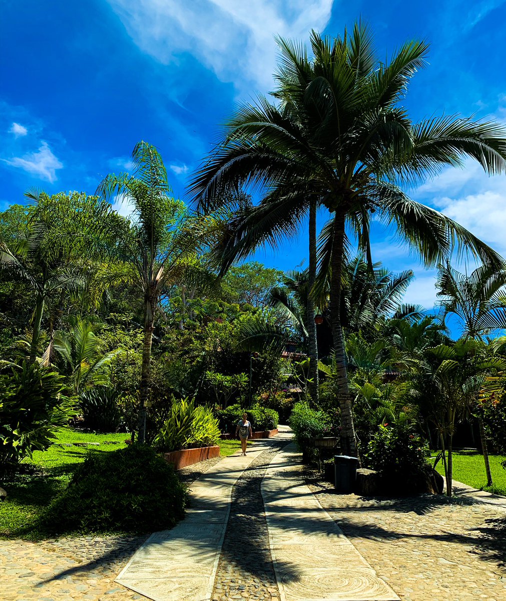 davidjlatt's tweet photo. Sheltered paths underneath towering palms at Mar de Jade on Playa de Chacala. #rivieranayarit @riviera_nayarit #MarDeJade #Chacala #retreat
@mardejade_retreat Mar de Jade
@mardejade_retreat #yoga #mexico #beach #travel #iphonexs #nomad https://t.co/zbhxDYySTn