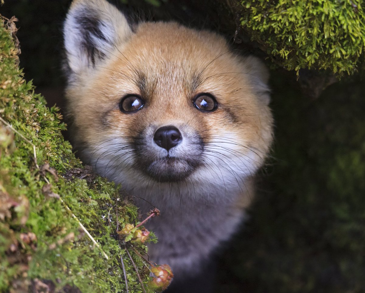kyle_parish's tweet photo. Cutest little guys I've ever seen in the backyard!! Can't wait to watch them grow up! #foxpups #photography #easternontario #cute #parishproductions https://t.co/McU6srAPnn