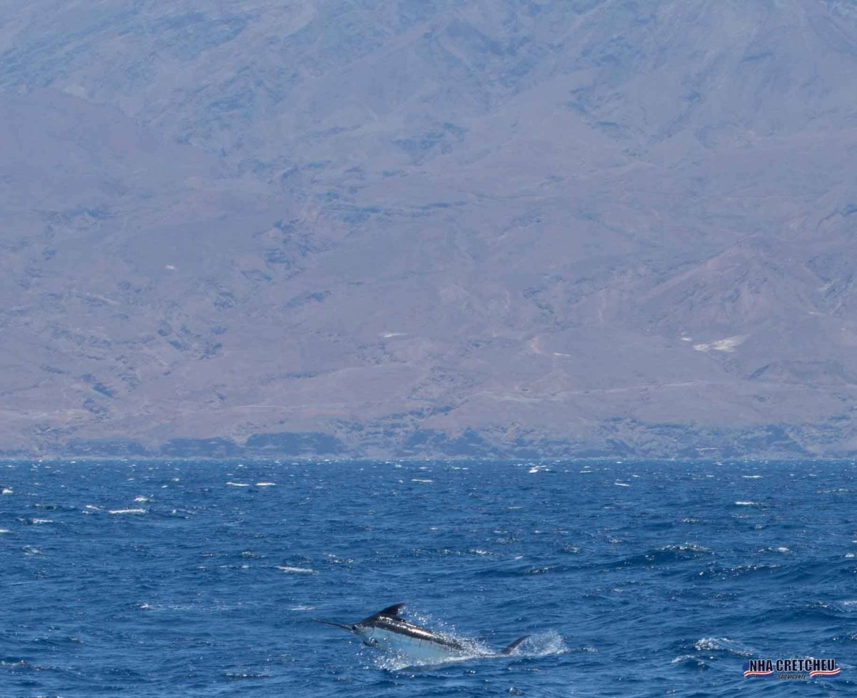 Billfish Report tweet media