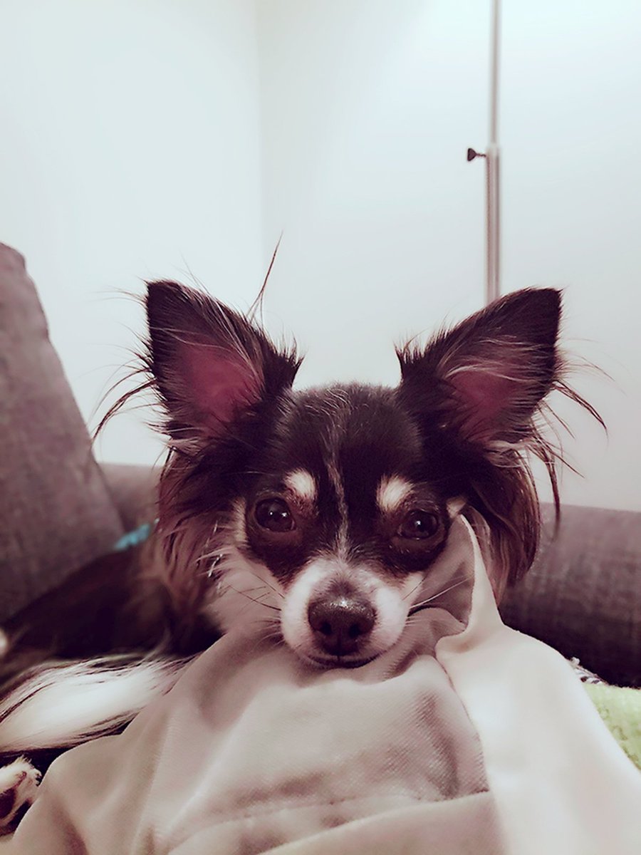 Hugendooble's tweet photo. @klockwerkluka I miss my doggo! https://t.co/uujT53aDi7