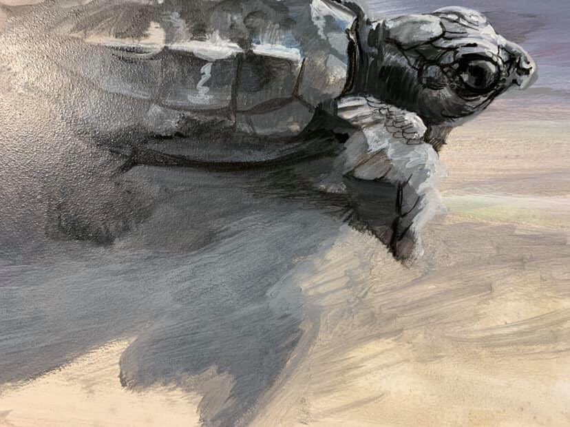 daisyrae01's tweet photo. #turtlepainting in progress by @LmcTierArt, "First Rush," Kemp's Ridley turtle. #firsttimeonhiltonhead #seaturtle #moveoverloggerheads https://t.co/qCnQZ2De1b