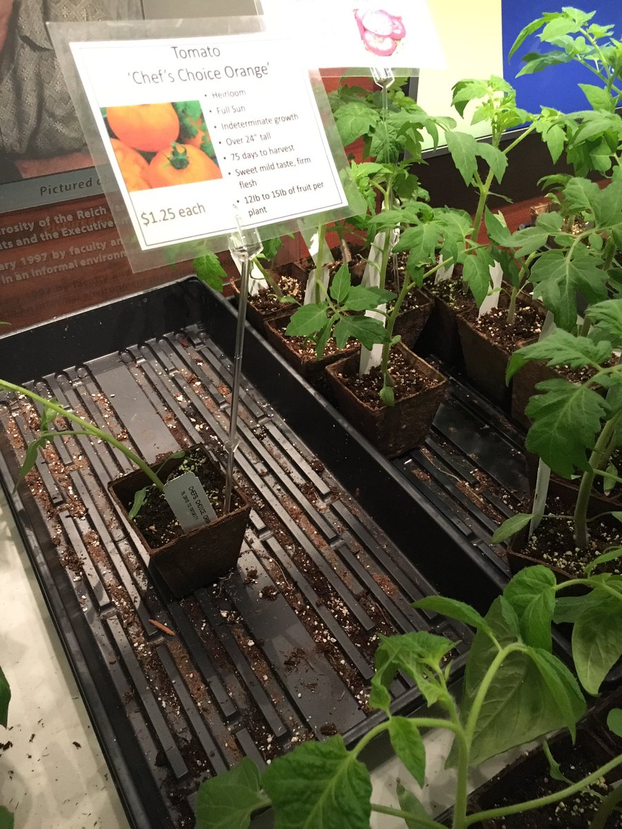 MUTigerGarden's tweet photo. Phewwww! The first day of our plant sale was CRAZY! But we will be back at 9am tomorrow (Friday) and going until 4:30pm. Several plant types are already sold out, or nearing it, so come ASAP! #cafnr #cafnrgrown #missourigrown #columbiamo https://t.co/UThVnvXlPX