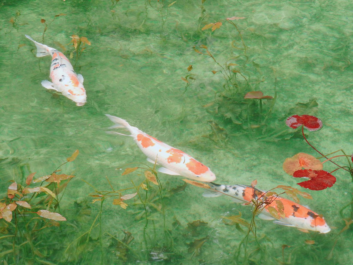no humans fish traditional media painting (medium) goldfish water flower  illustration images