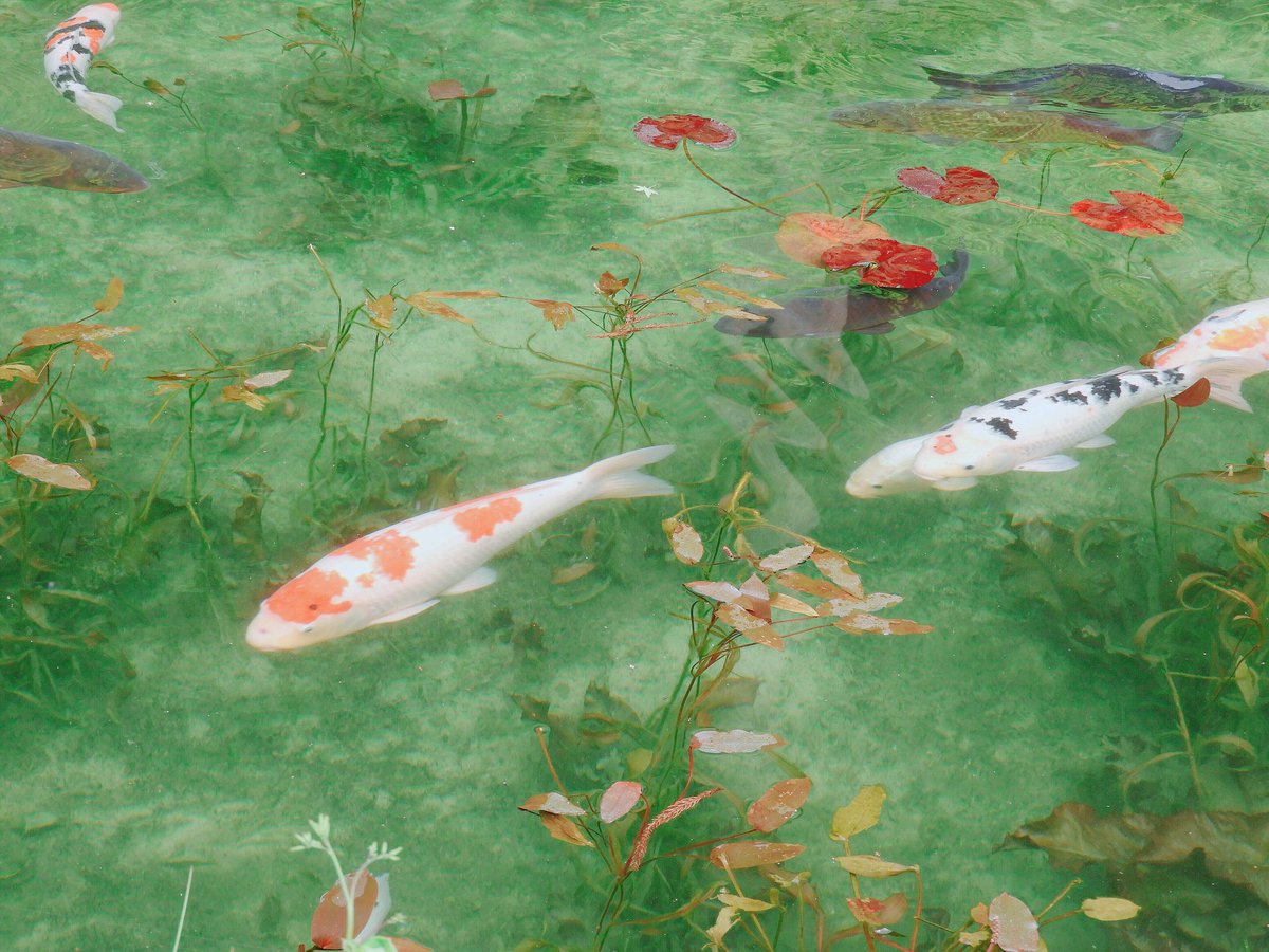 no humans fish traditional media painting (medium) goldfish water flower  illustration images
