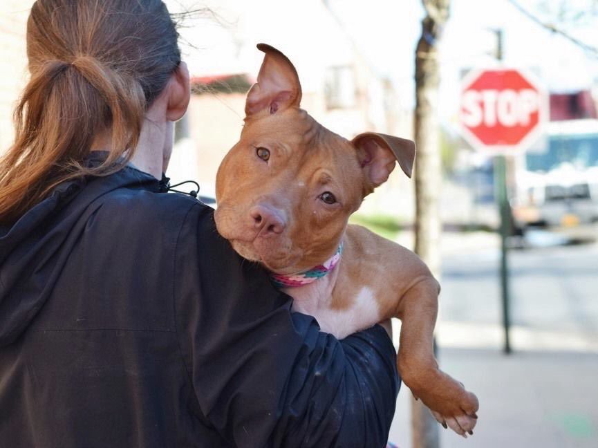 KeithOlbermann's tweet image. TO BE KILLED SATURDAY BECAUSE THE BOYFRIEND DIDN’T LIKE HIM: Samosa, who loves being carried, has a timeless knowing look, was dumped after just 4 days. He needs a foster/Adopter or our pledges via @chortletown to find a Rescue. Good boy asks PLEASE RT facebook.com/mldsavingnycdo…
