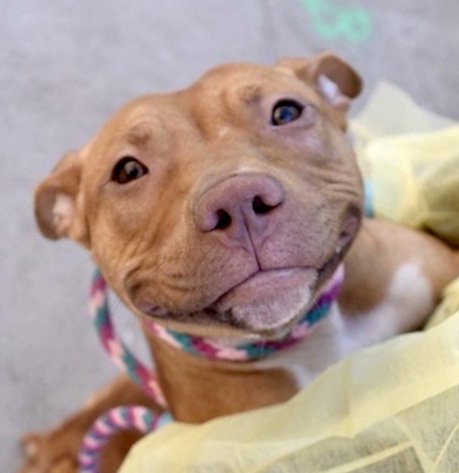 KeithOlbermann's tweet image. TO BE KILLED SATURDAY BECAUSE THE BOYFRIEND DIDN’T LIKE HIM: Samosa, who loves being carried, has a timeless knowing look, was dumped after just 4 days. He needs a foster/Adopter or our pledges via @chortletown to find a Rescue. Good boy asks PLEASE RT facebook.com/mldsavingnycdo…
