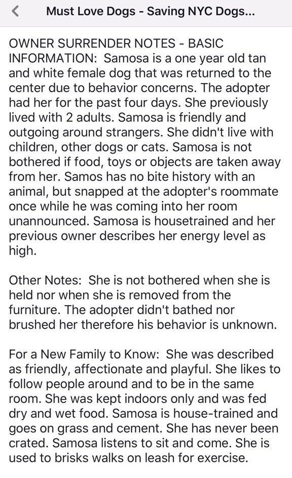 KeithOlbermann's tweet image. TO BE KILLED SATURDAY BECAUSE THE BOYFRIEND DIDN’T LIKE HIM: Samosa, who loves being carried, has a timeless knowing look, was dumped after just 4 days. He needs a foster/Adopter or our pledges via @chortletown to find a Rescue. Good boy asks PLEASE RT facebook.com/mldsavingnycdo…