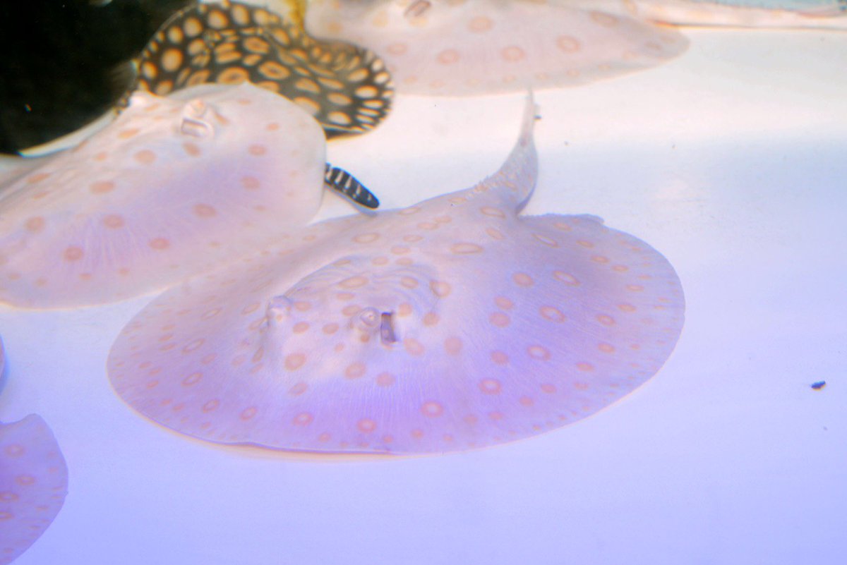 アルビノ クロコダイルスティングレーヘテロ 淡水エイ 古代魚 ポルカ